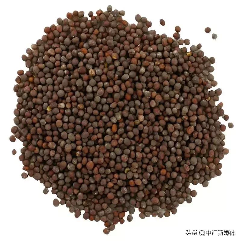 山葵辣根是一个东西吗,芥末里的是辣根还是山葵