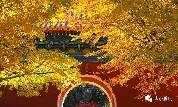 银杏北京打卡地,北京十大银杏观赏地图