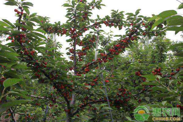 为什么樱桃好吃果难摘,为什么说樱桃好吃树难栽