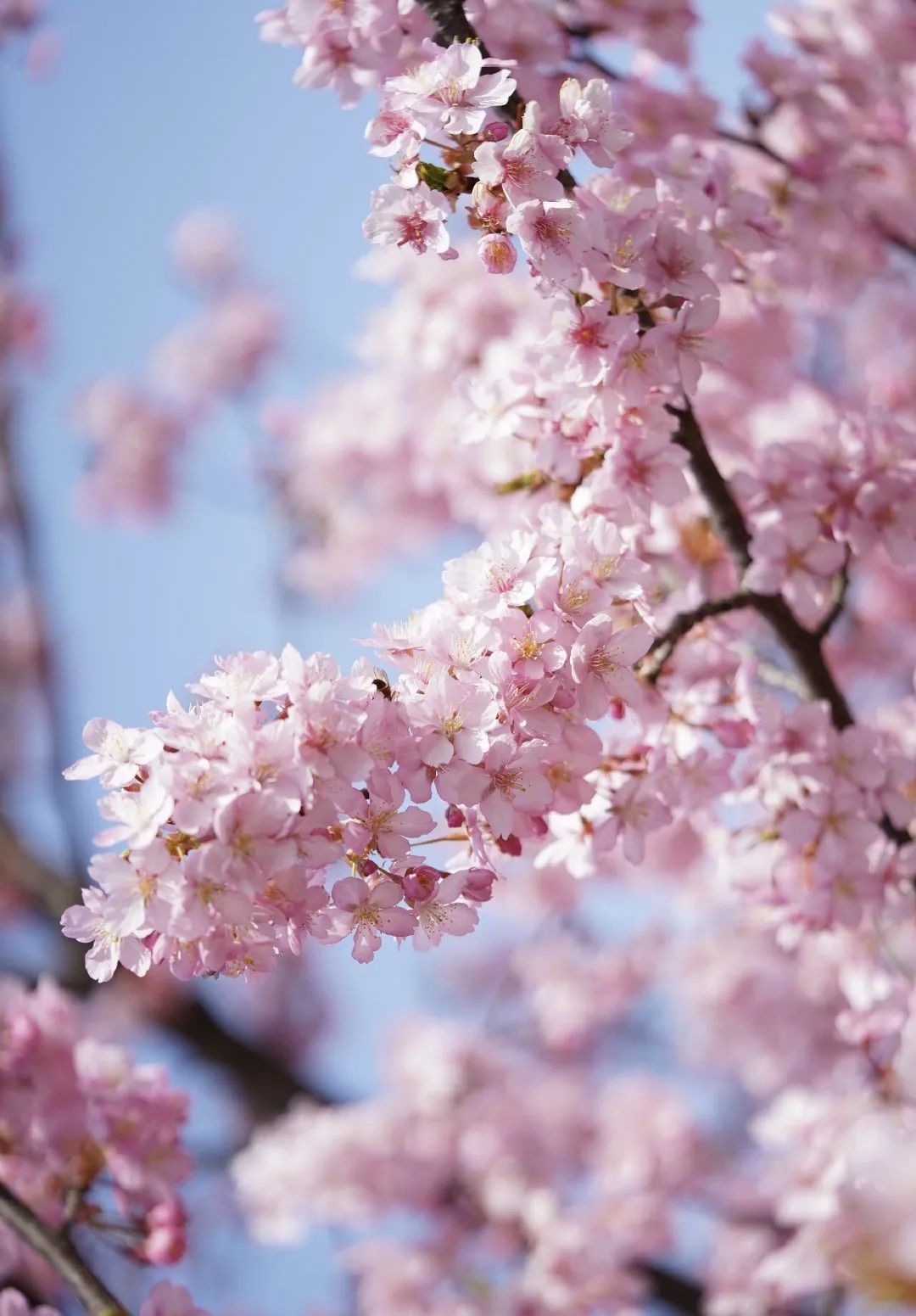 小众赏樱胜地,魔都赏樱旅游攻略