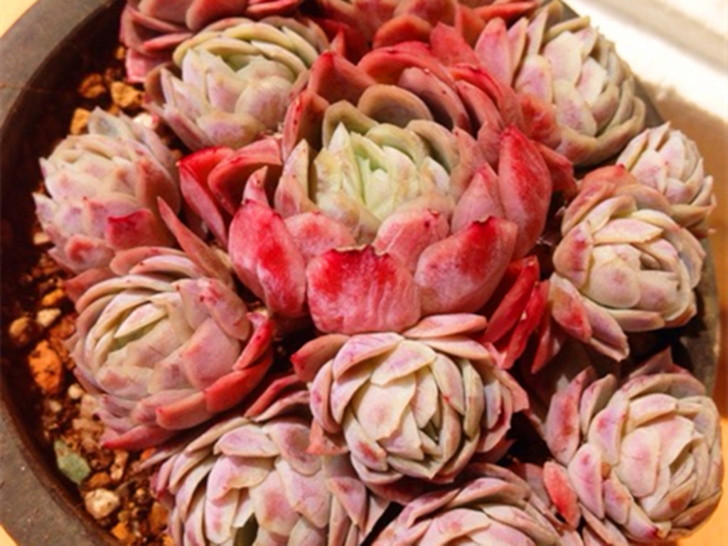 多肉怎么养着就变绿色了,多肉为何从红变绿了