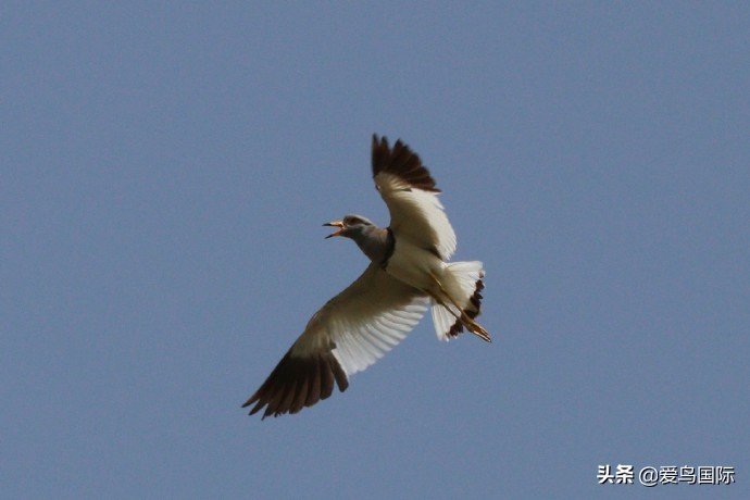 鐖遍笩绉戞櫘楦熺被鎽勫奖,鐖遍笩鎶ら笩绉戞櫘