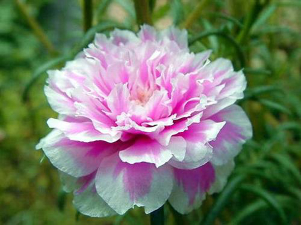 开成“红毯”的4种花,撒把种子开花十几年,邻居见了都眼馋