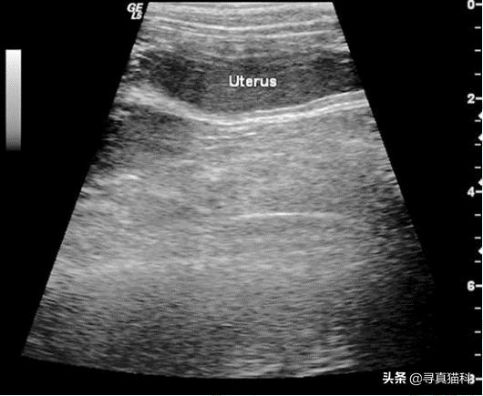 猫子宫蓄脓还能生崽,猫的子宫蓄脓