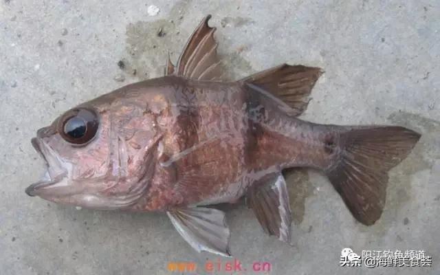 中国本土最便宜的鱼10种,哪些鱼档次又高又便宜