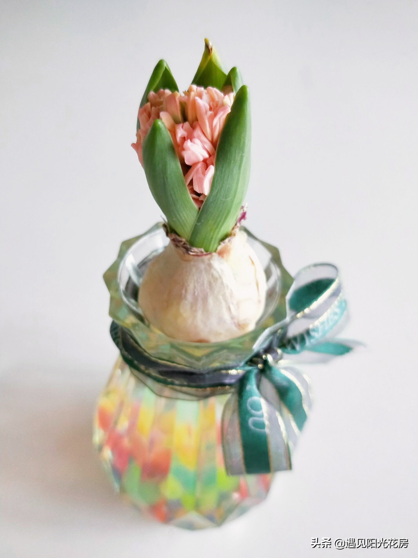 水培风信子种球发霉了怎么办,水培风信子种球开过花后怎么处理