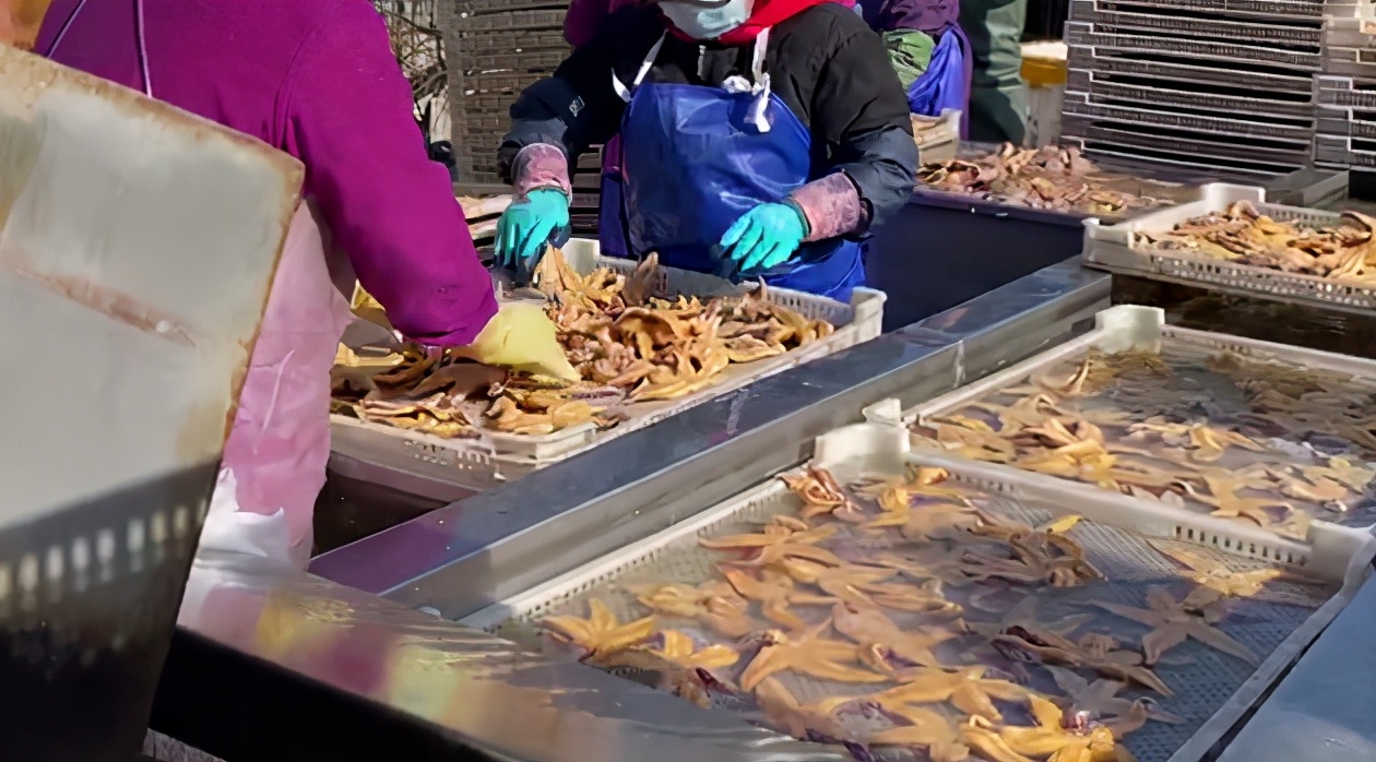一口吞万斤,海星“天敌”来了!外地收购商跨省来青追“星”,海星捕捞量明显减少