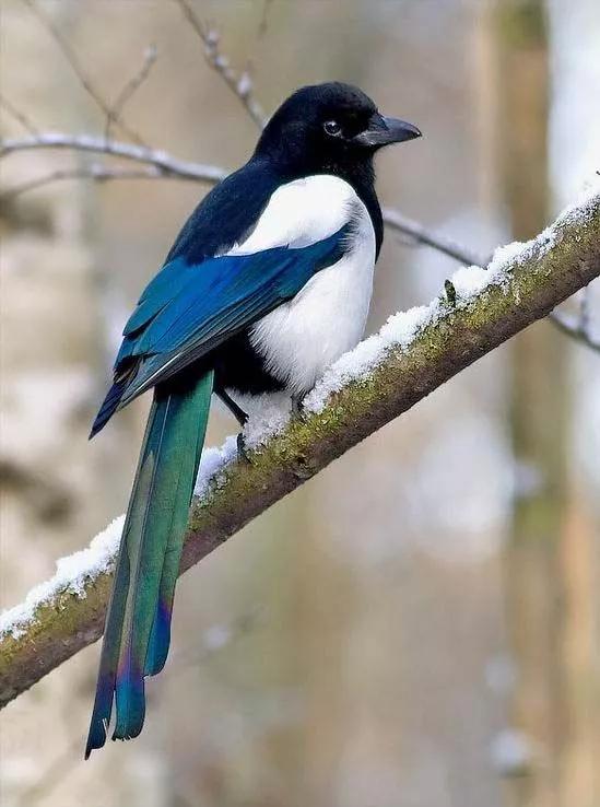 大自然的规律和启示,大自然的预知能力