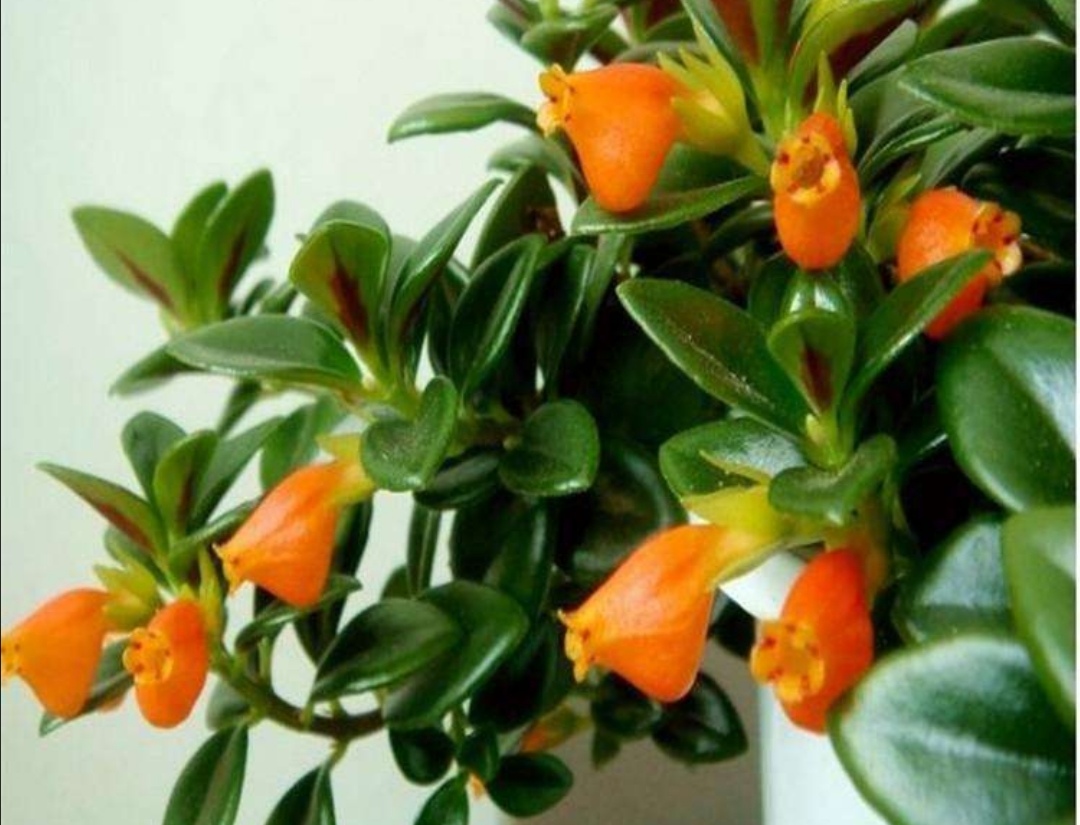 金鱼吊兰疯长不开花什么原因呢,金鱼吊兰的正常和徒长的对比照片