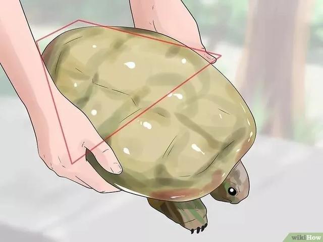 如何提高龟的互动性,养龟怎么和龟互动