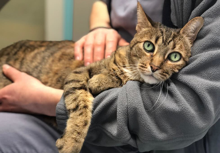 猫咪缺钙瘸脚是什么样的,猫咪跛脚是狂犬病吗