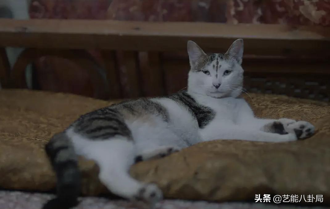 遇龙全员超燃打戏来袭,遇龙男主演技对比