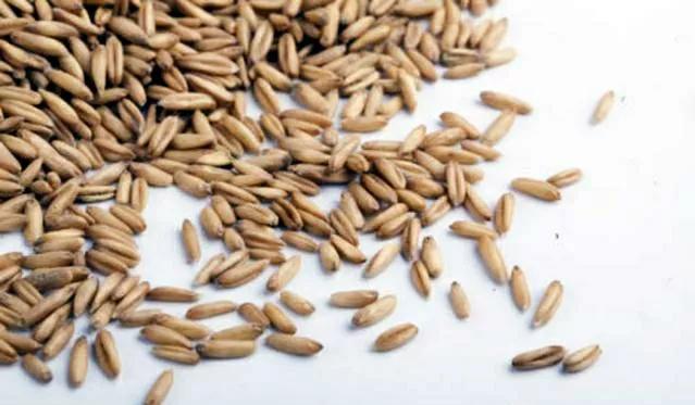 水库钓大鱼技巧和方法,野钓大实话