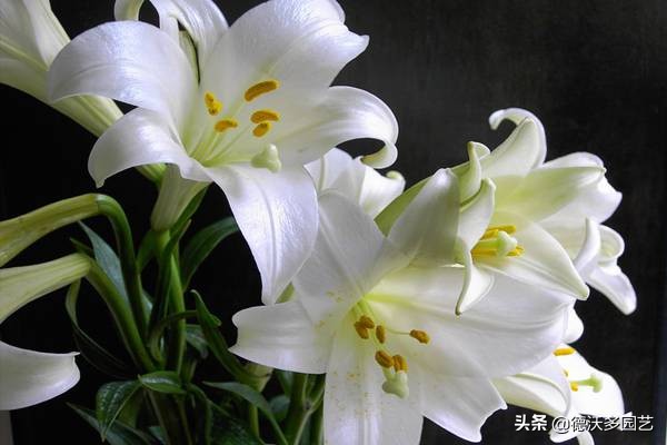 食用百合什么时候种植最好,兰州百合地栽种植详细方法