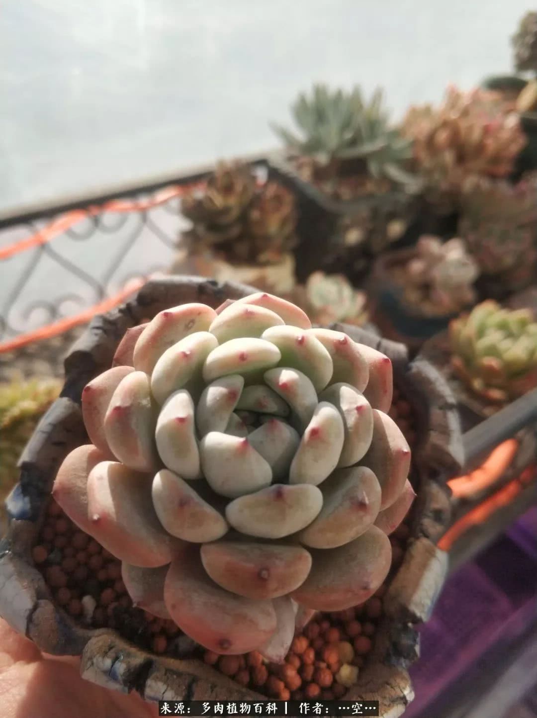 多肉之歌怎么写,多肉之歌