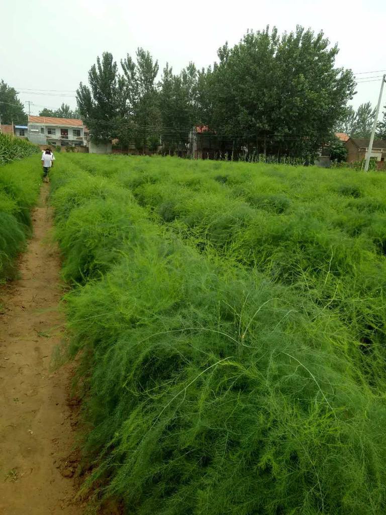 芦笋根盆栽怎么种植是最好的方法,芦笋种植完全不施化肥农药可行吗