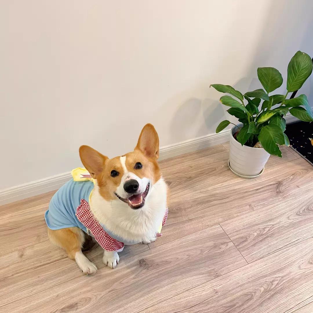 卖宠物服装一般月收入,做宠物小衣服挣钱吗