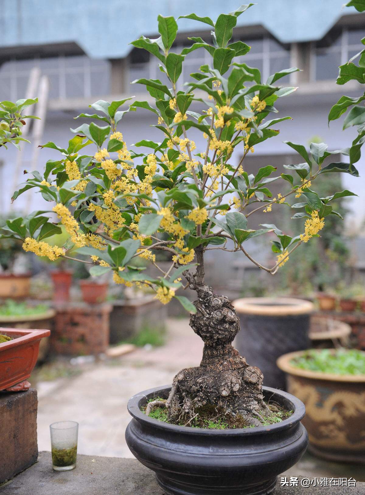 老桩造型桂花盆栽怎么养,盆栽桂花怎么养才能爆盆