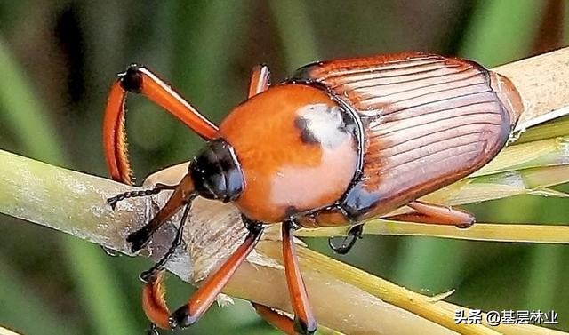 竹林病害防治方法,米竹病虫害防治方法