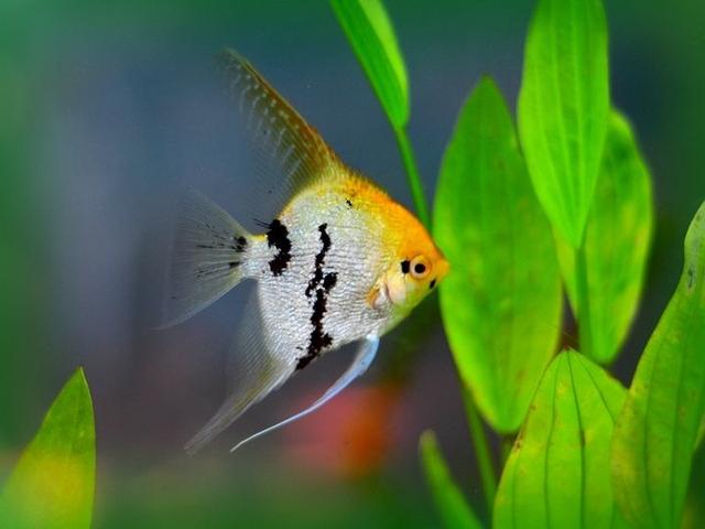 什么观赏鱼最便宜又好养,几种观赏鱼