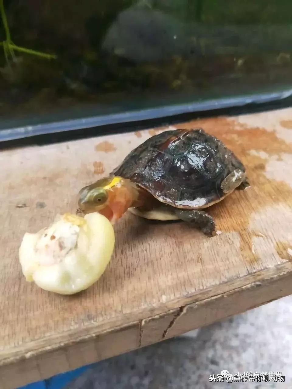 丛林造景黄缘龟池设计图大全,龟宝宝黄缘龟生态缸造景教程