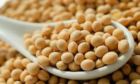 海伦市东北大豆,东北盛天浩大豆