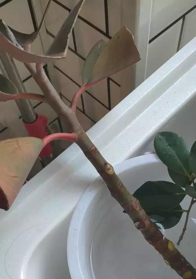 倒垃圾时捡一盆绿萝,被丢弃的一盆绿萝