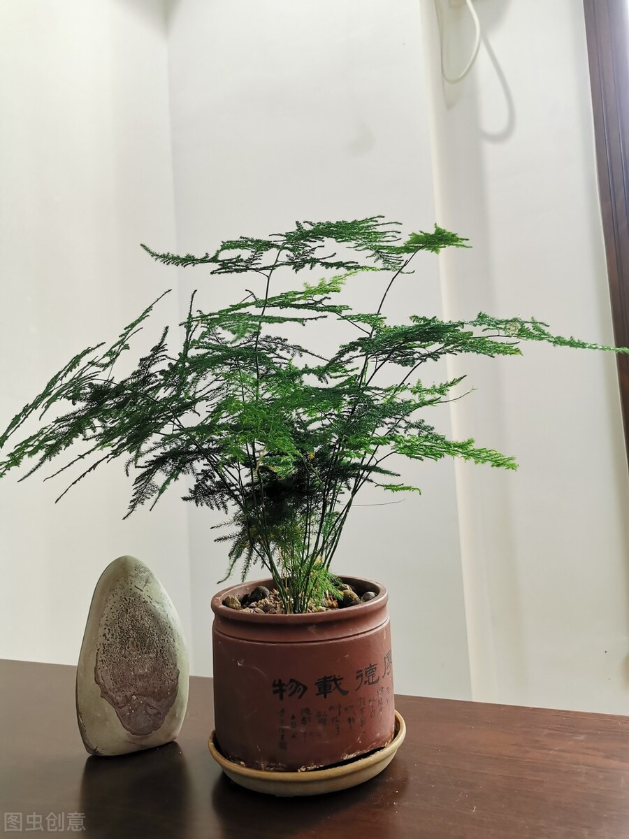 家里的文竹突然猛长是什么预兆,文竹总是长枯枝怎么办