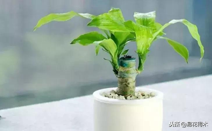 巴西木树的病虫害防治,巴西木霉菌怎么处理