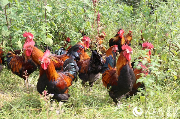 农家肥是猪粪好还是兔粪,农家粪肥推荐