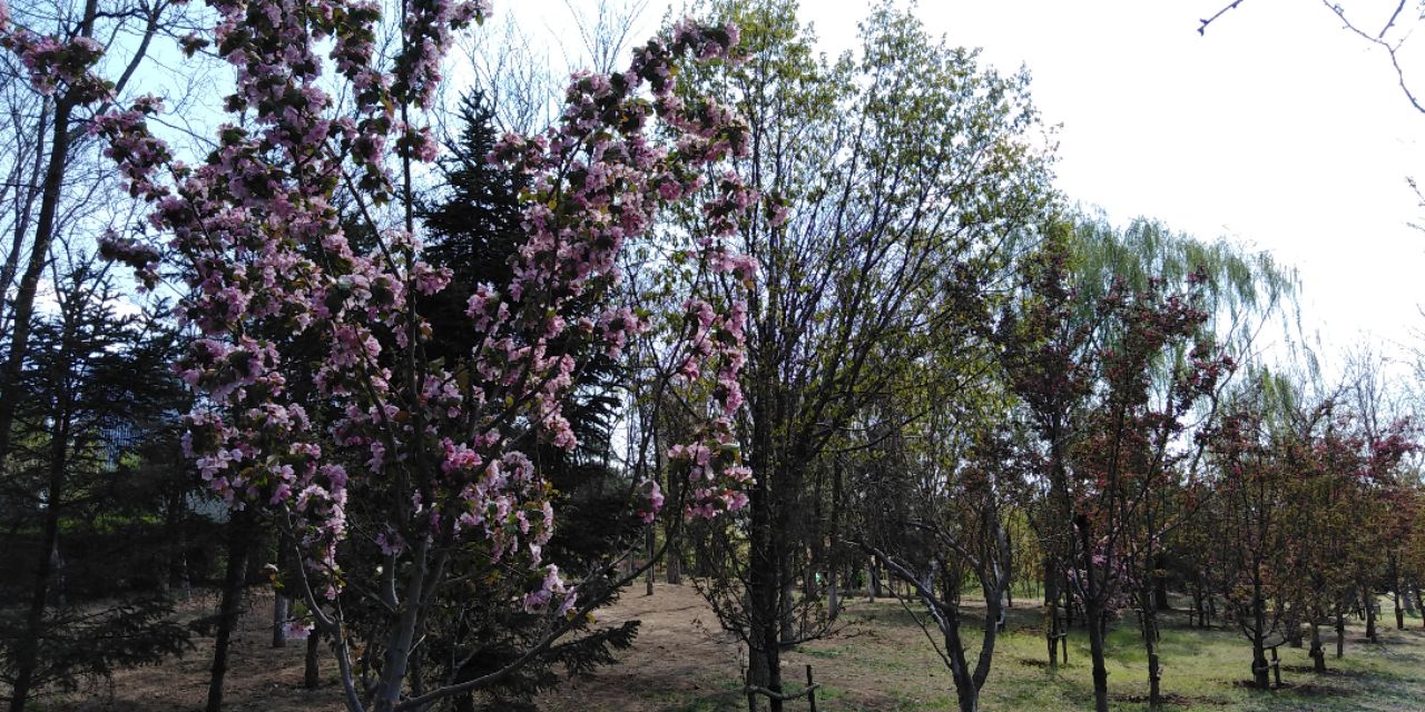 沈阳长白岛森林公园一日游攻略,长白岛森林公园五一