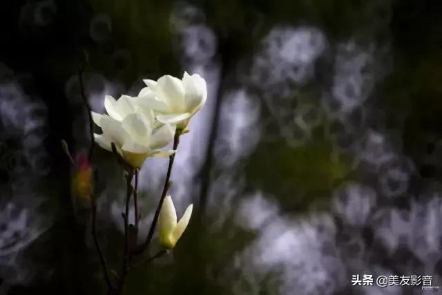 古诗词中的春天珍藏版,古诗词里的春天合集