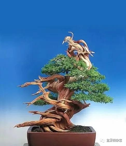 日本黄金光叶榉盆景 (日本风神盆景图片)