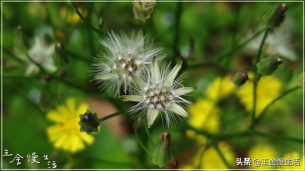 互联网“4.11”猜想：假如“维基解密”遇上了“视觉中国”……