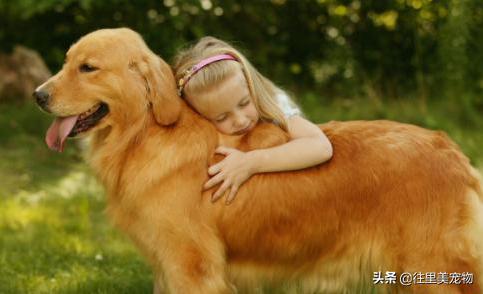 成年金毛狗怎么养,金毛幼犬家庭养殖方法