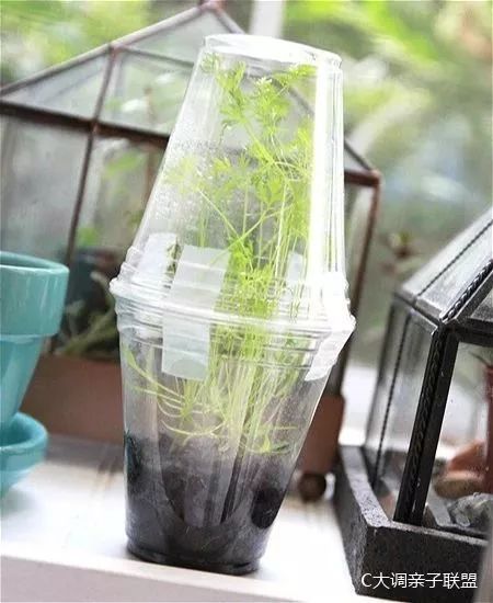 科学实验好奇心,科学入门小实验