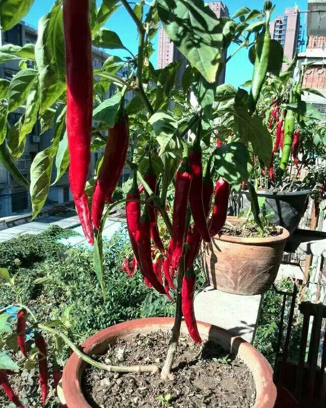 春天种什么蔬菜最简单好吃,春天种什么蔬菜最合适盆栽