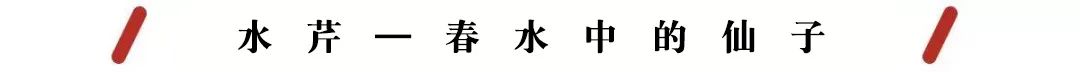 春日小野菜*戏调**指南