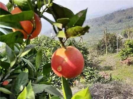 爱心助农米面粮油推销宣传,爱心助农蔬菜批发