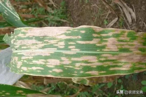 玉米叶斑病是什么原因发病,玉米叶斑病是怎么造成的