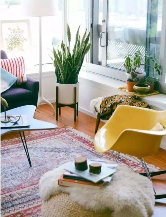 放卧室的观赏植物,适合放房间的植物好看