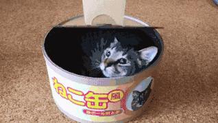 猫咪怎样的表现证明它是挑食了,猫咪挑食不吃西瓜怎么办