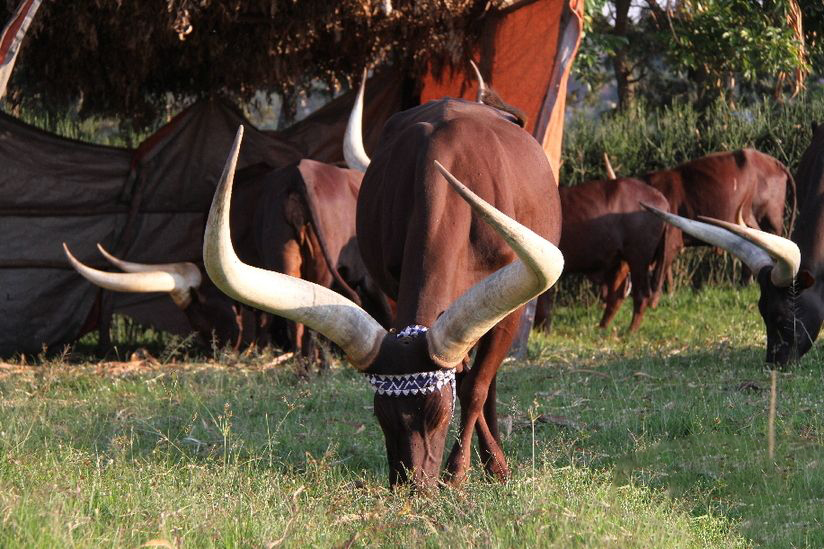 卢旺达种族大屠杀真实故事,卢旺达大屠杀事件起因
