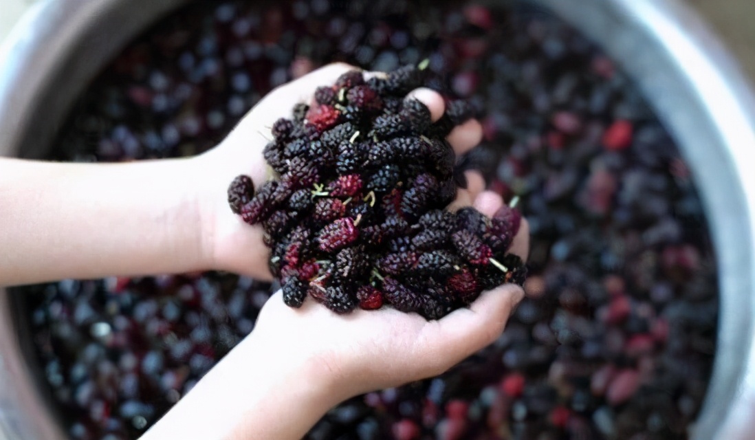 正宗的桑葚汁,桑葚和牛奶打成桑葚汁好喝吗