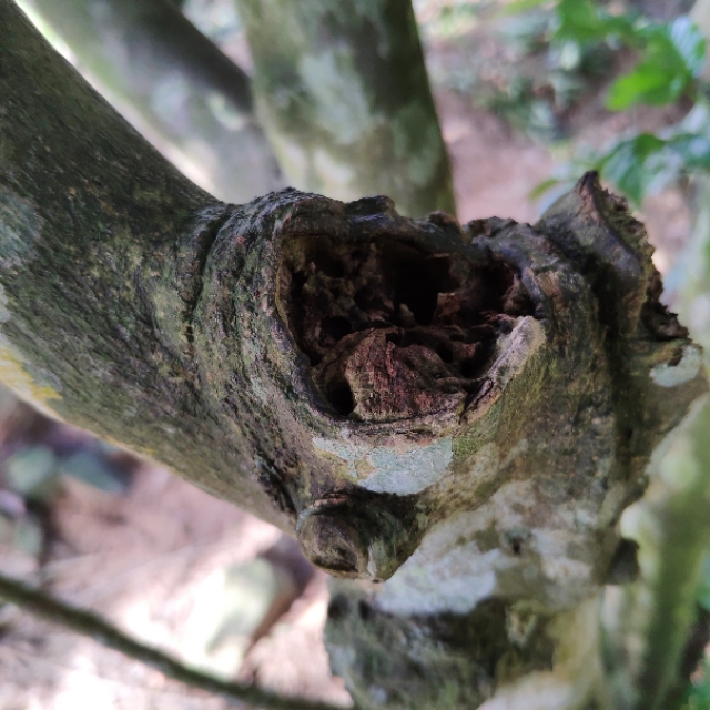 黄皮树要怎么修枝,黄皮树生长不好如何管理