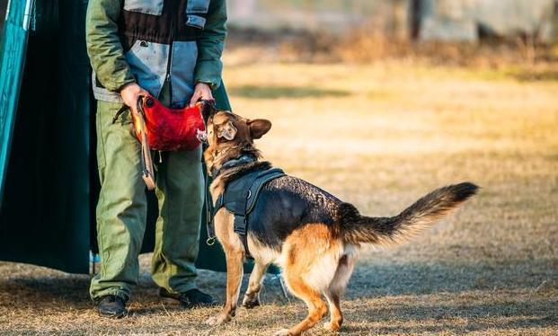 德国牧羊犬的六大可怕之处,德国牧羊犬优点和缺点