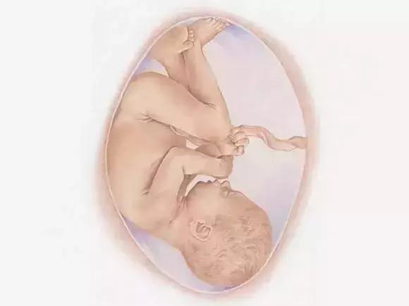 图文详解：胎儿各月的生长重点，干货可收藏