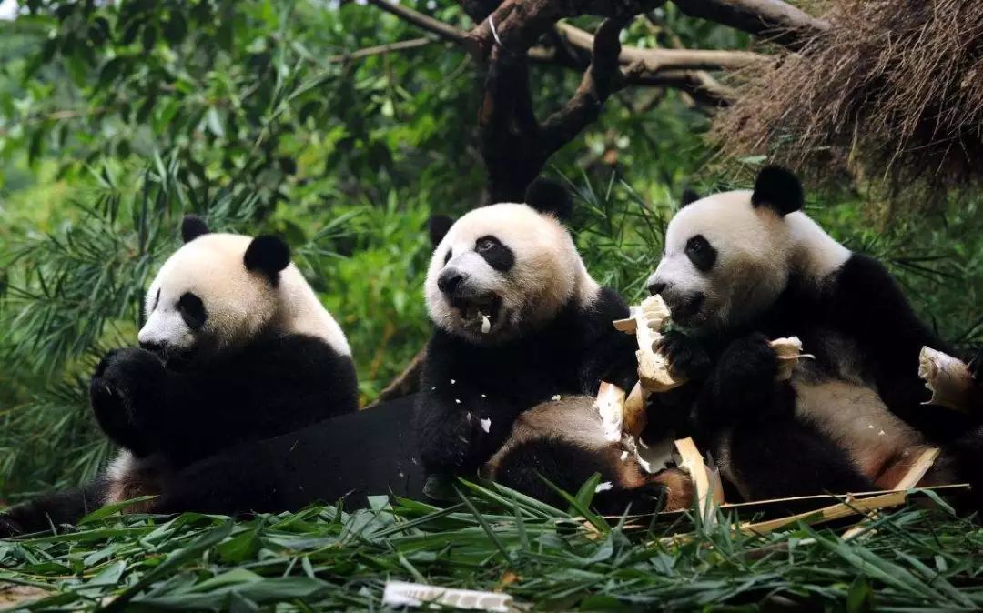 长隆野生动物世界营业时间,广州长隆野生动物园要玩多久