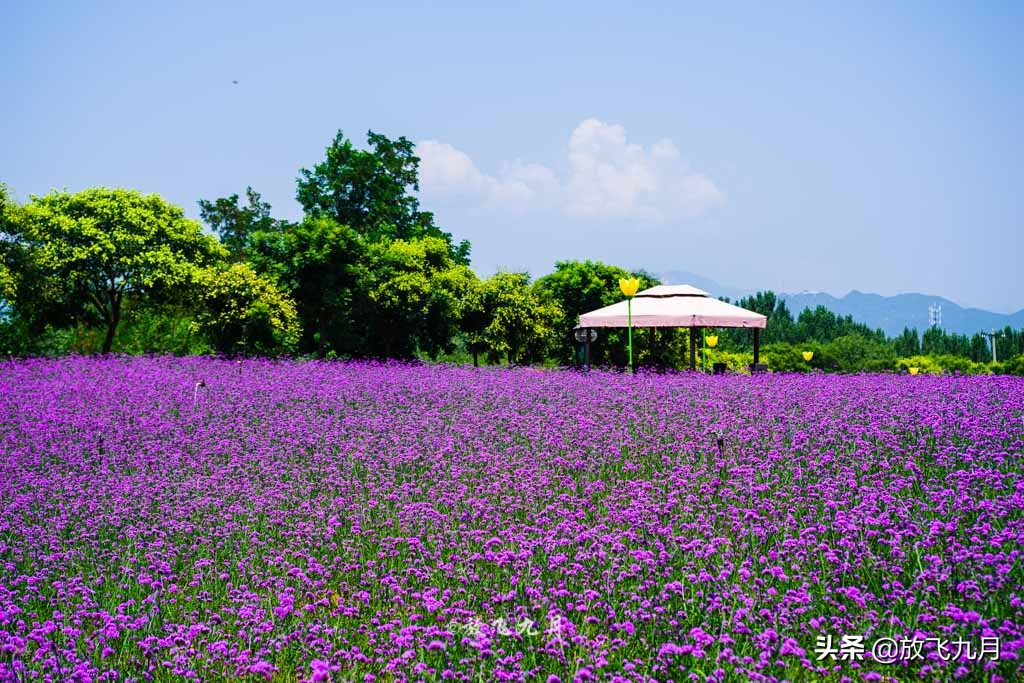 北京哪里有薰衣草花海景点,北京附近的六环外薰衣草花海