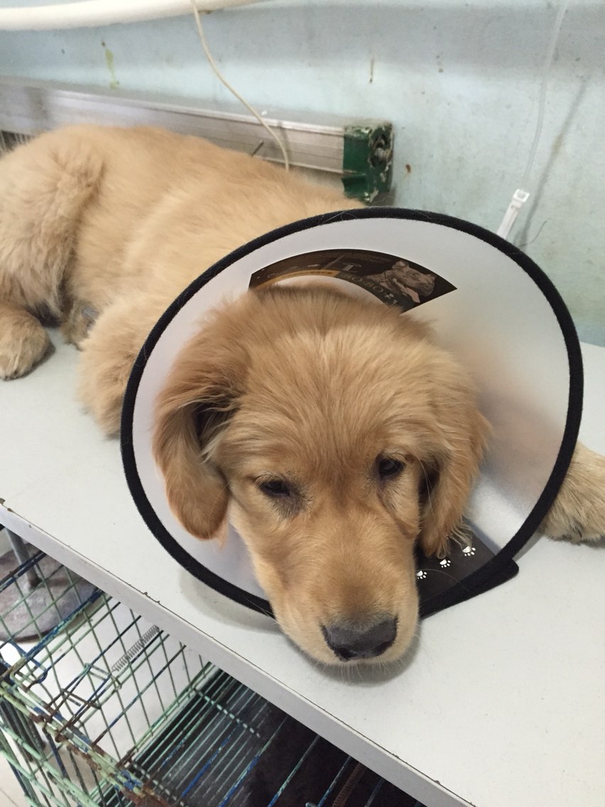 幼犬到家拉肚子是不是细小,幼犬到家腹泻